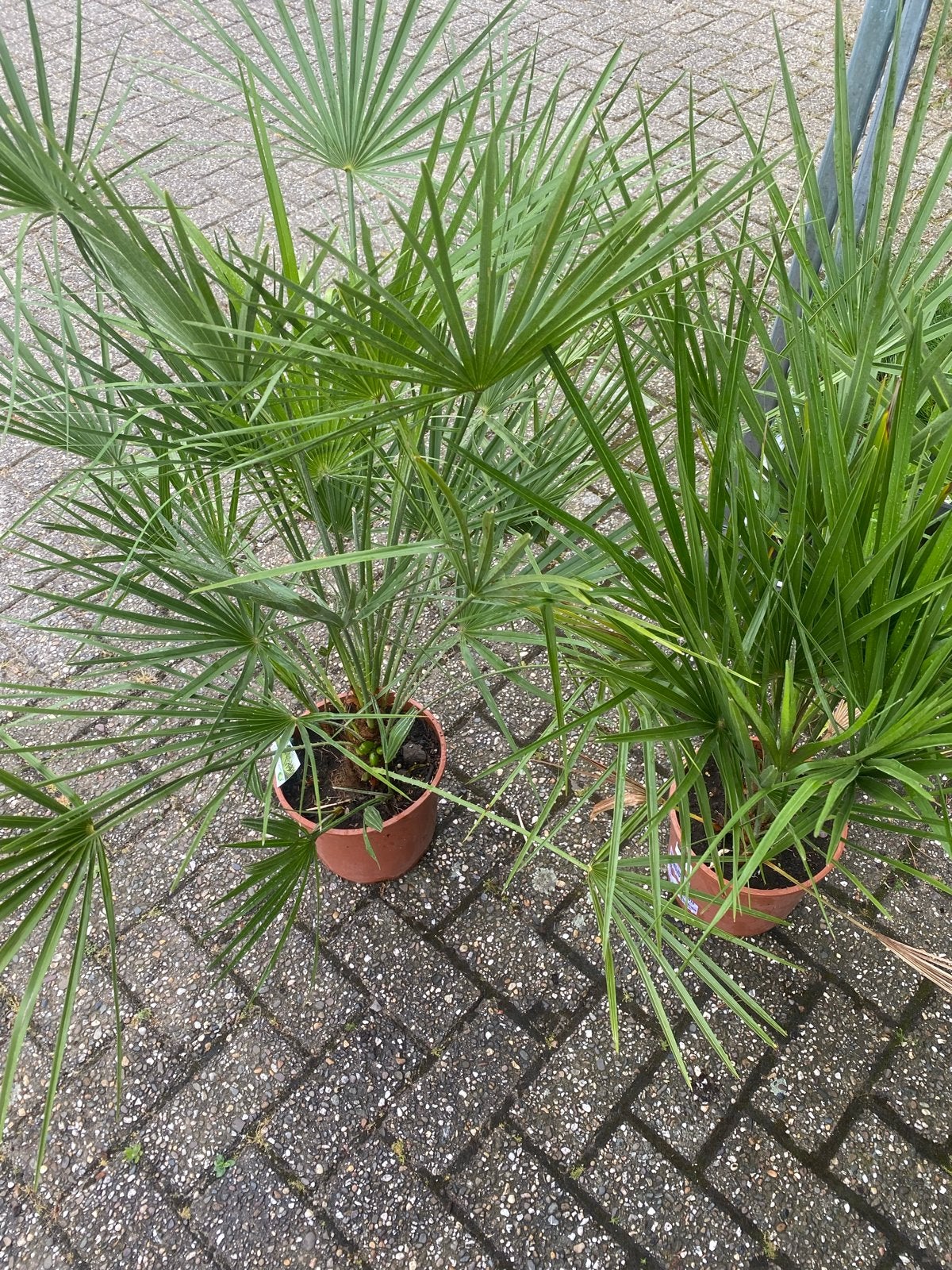 Chamaerops Humilis - Winterharde Dwergpalm, Volle zon, Vaste plant, Bloeit niet, Ophalen