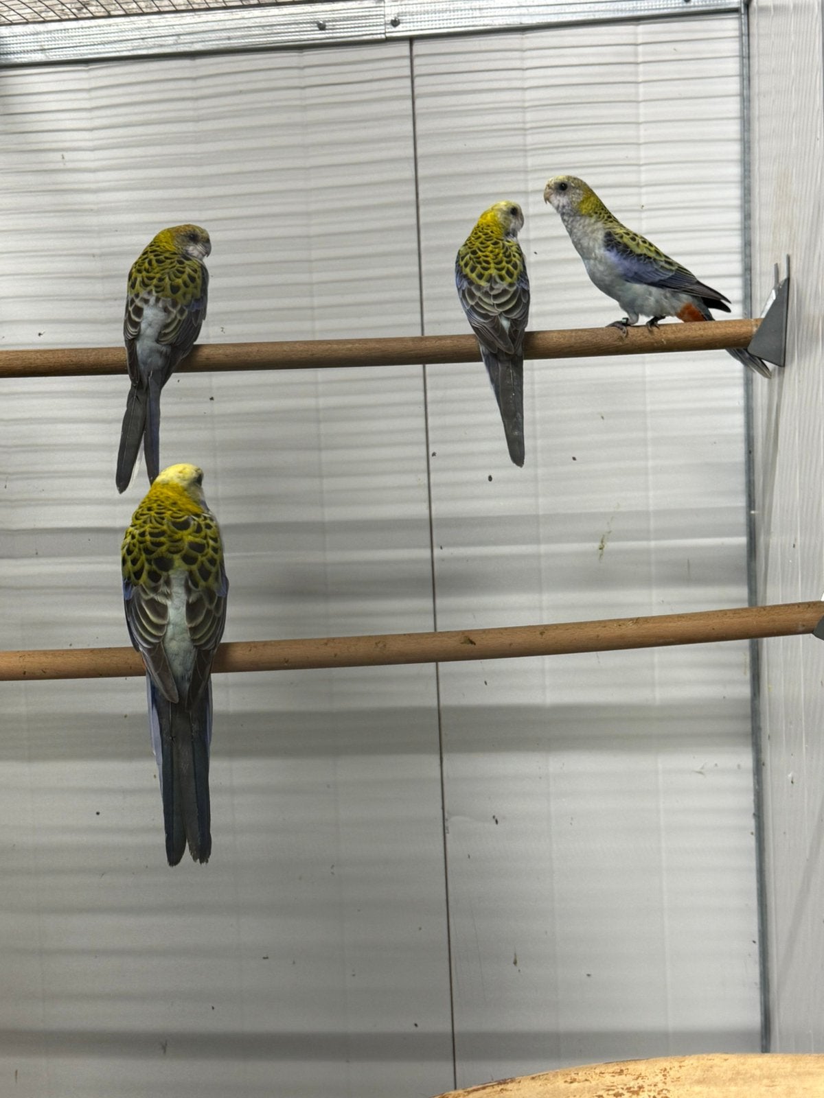 1-1 bleekkop rosella, Dieren en Toebehoren, Meerdere dieren, Parkiet, Geringd