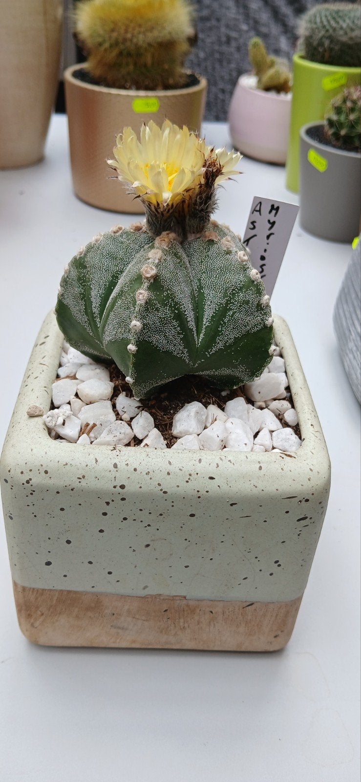 Astrophytum Myriostigma - met Gele Bloemen, Ophalen of Verzenden, Cactus, Minder dan 100 cm