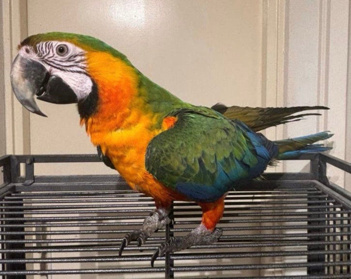 Mooie Hybride Catalina Ara, Dieren en Toebehoren, Mannelijk, Papegaai, Pratend