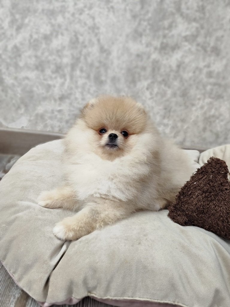 Prachtig Pomeriaan/Pomeranian Teefje Aanwezig in NL, Keeshond, 15 weken tot 1 jaar, Buitenland, Teef