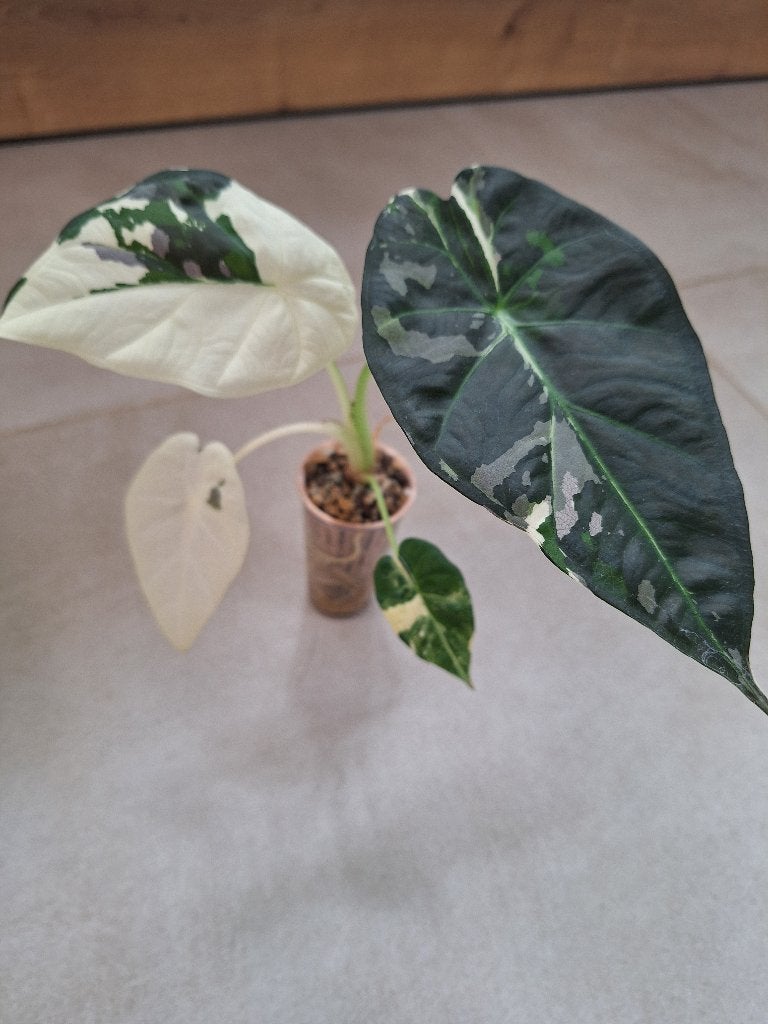 Alocasia Regal Shields variegata ( Moederplant met Pink), Huis en Inrichting, Overige soorten, Minder dan 100 cm, Groene kamerplant