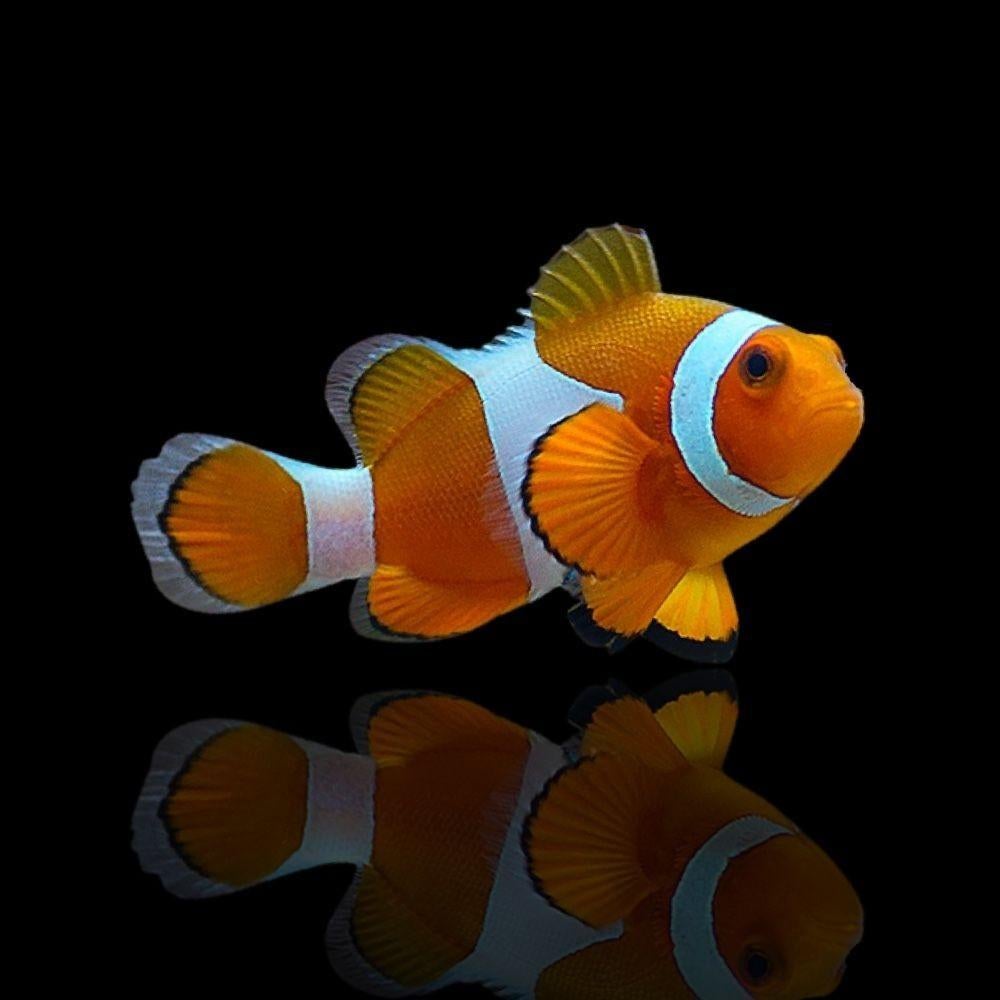 Zoutwater tropische vissen (nemo's, lipvis en blenny), Dieren en Toebehoren, Vissen | Aquariumvissen, Vis