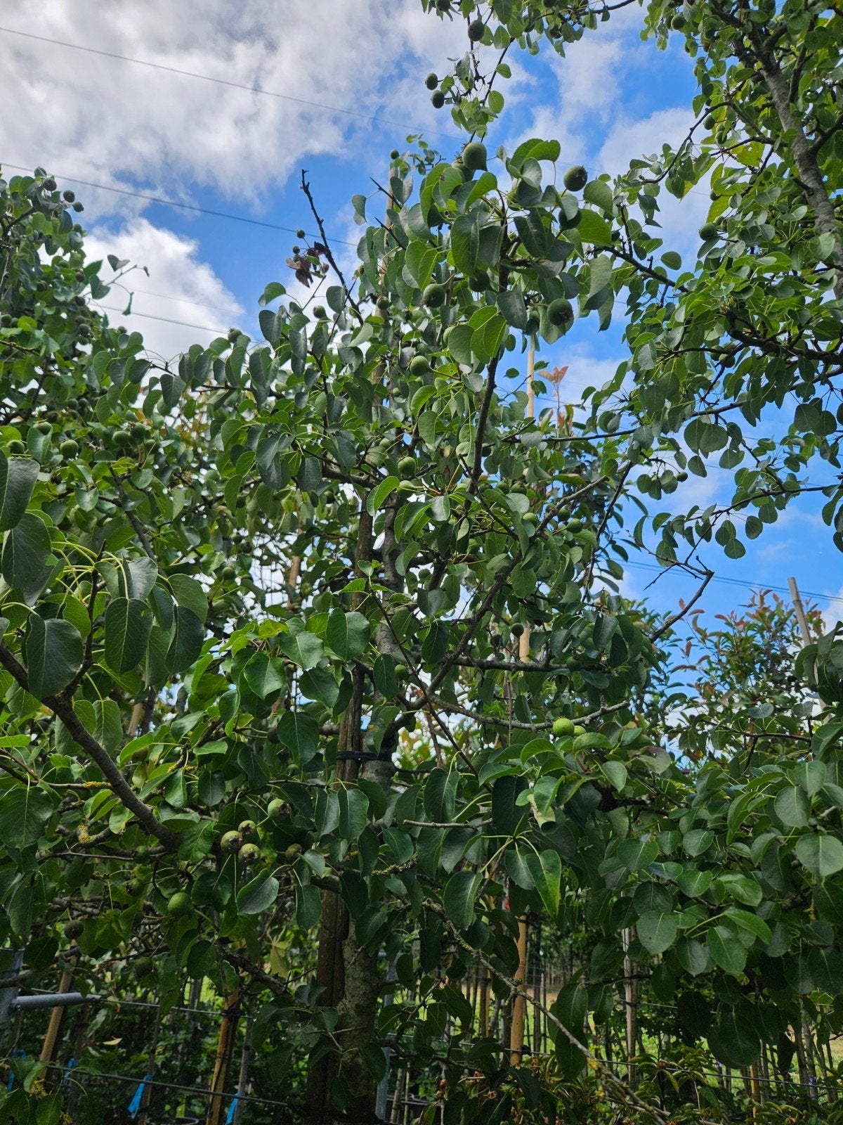 Bomenopruiming. 3 wilde peren. Pyrus communis, 250 tot 400 cm, Zomer, Volle zon, In pot