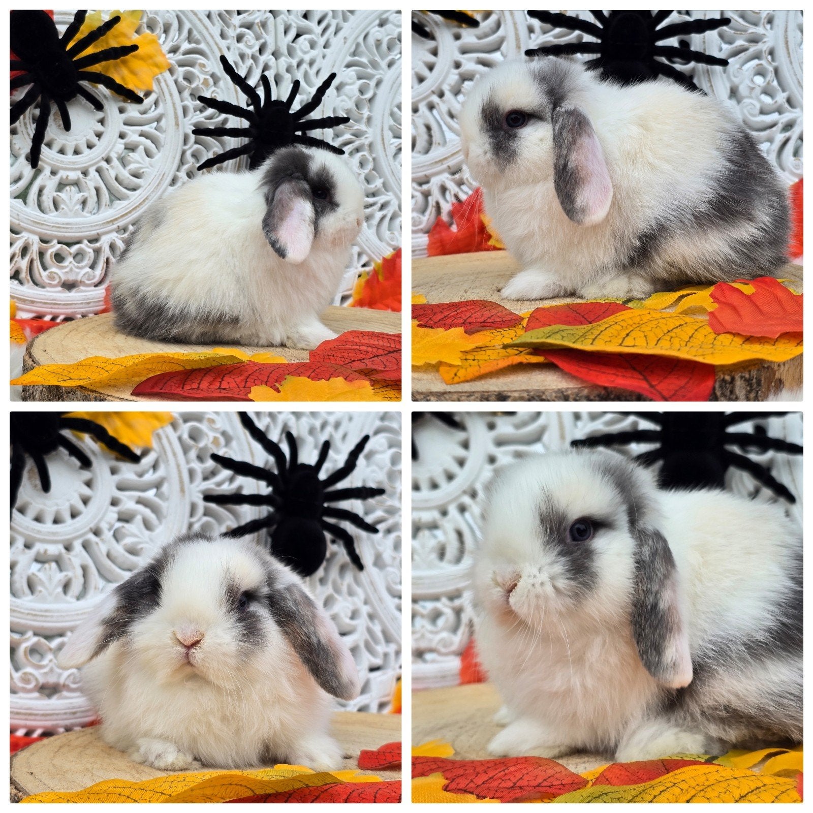 ontzettend lief, knuffelig koppel minilop x nhd, Meerdere dieren, Dwerg, Hangoor, 0 tot 2 jaar