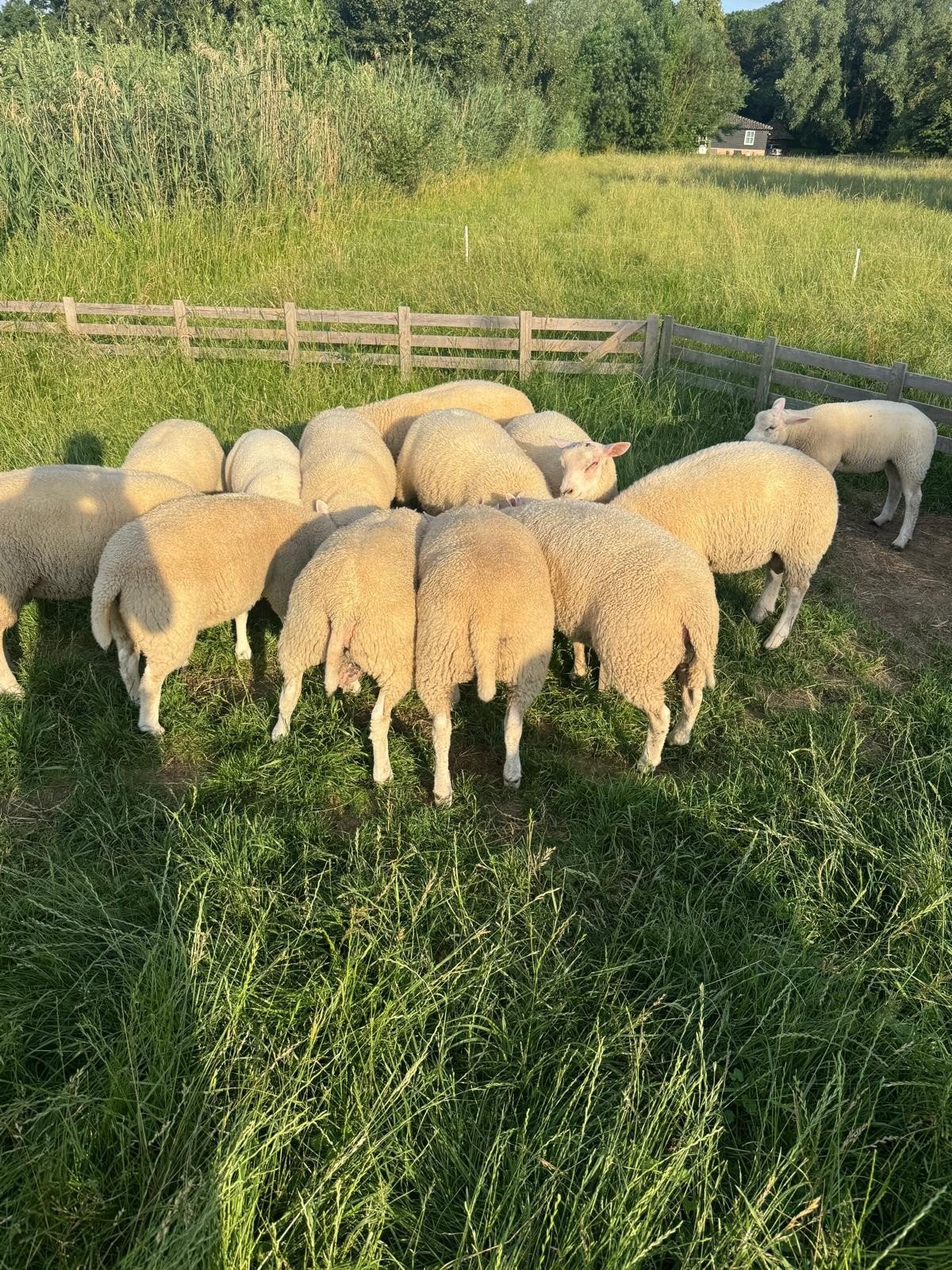 Te koop beste engelse texelaar dekrammen en ooilammeren, Meerdere dieren, Schaap