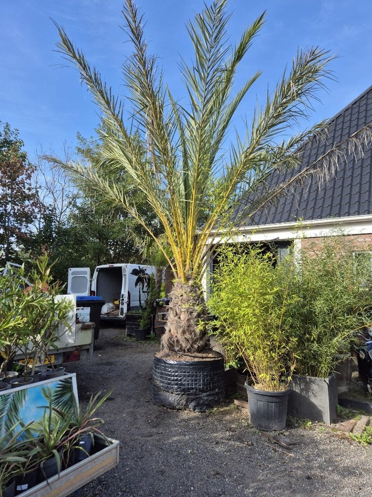 Phoenix dactilivera, Volle zon, Vaste plant, Lente, Ophalen