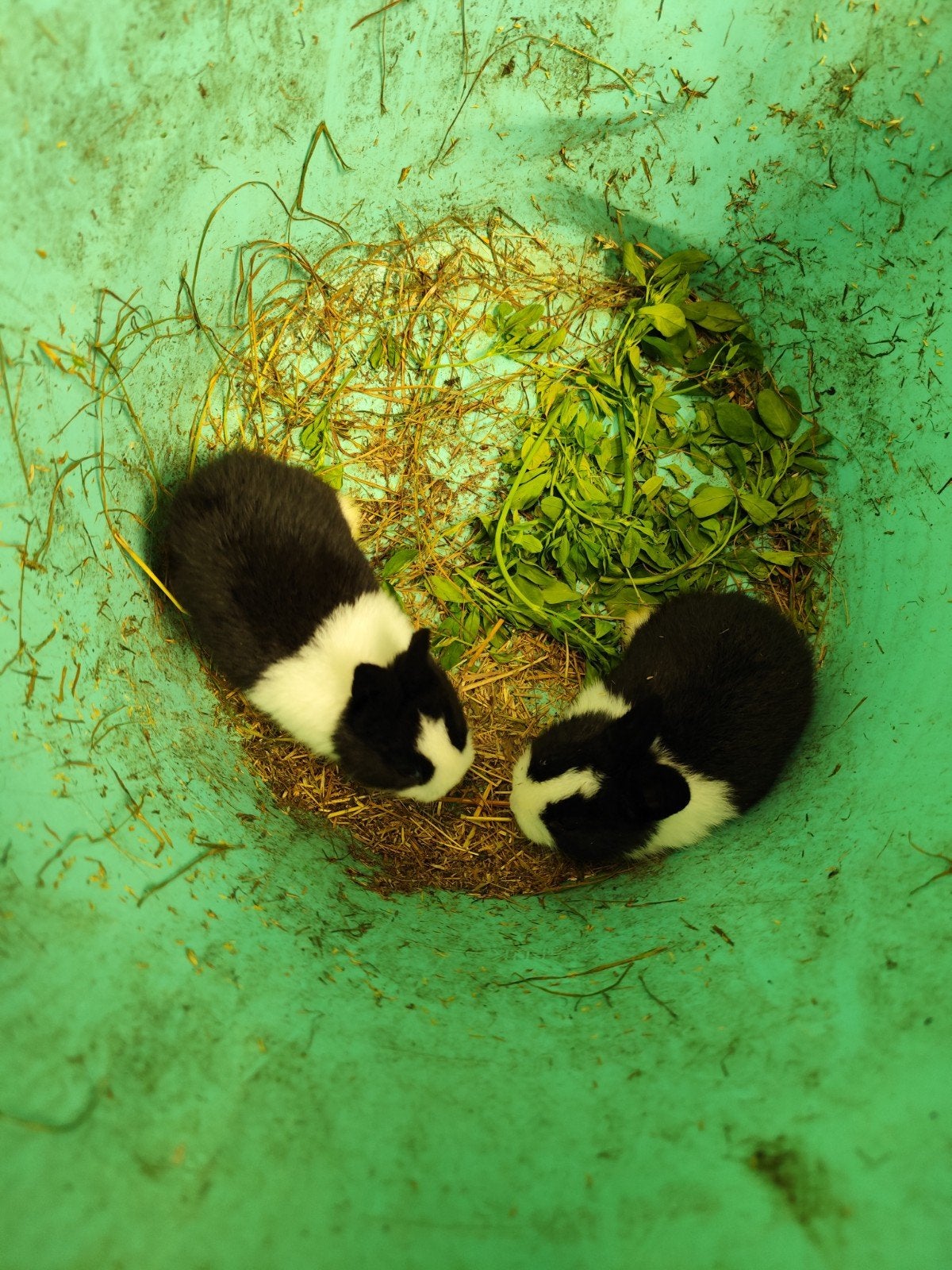Hollander konijn, Dieren en Toebehoren, Konijnen, Meerdere dieren