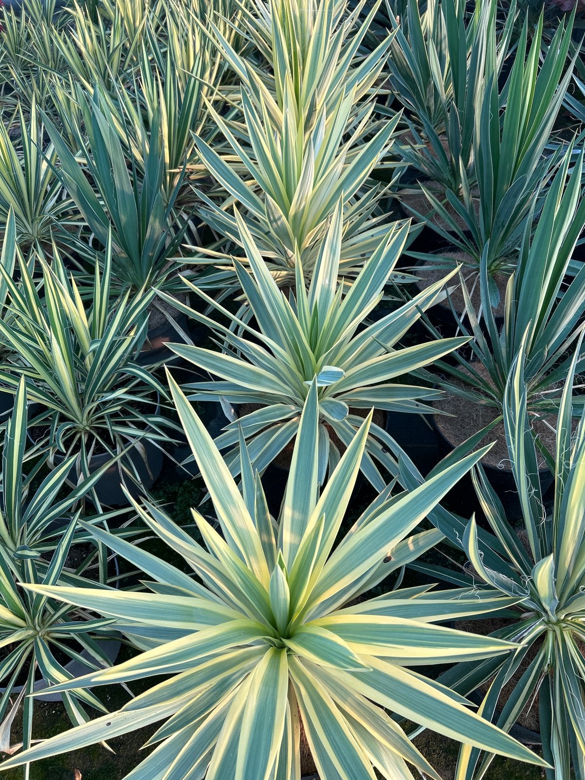 Yucca Gloriosa 'Citrus Twist' in 10L pot - Winterhard!, Volle zon, Vaste plant, Zomer, Ophalen