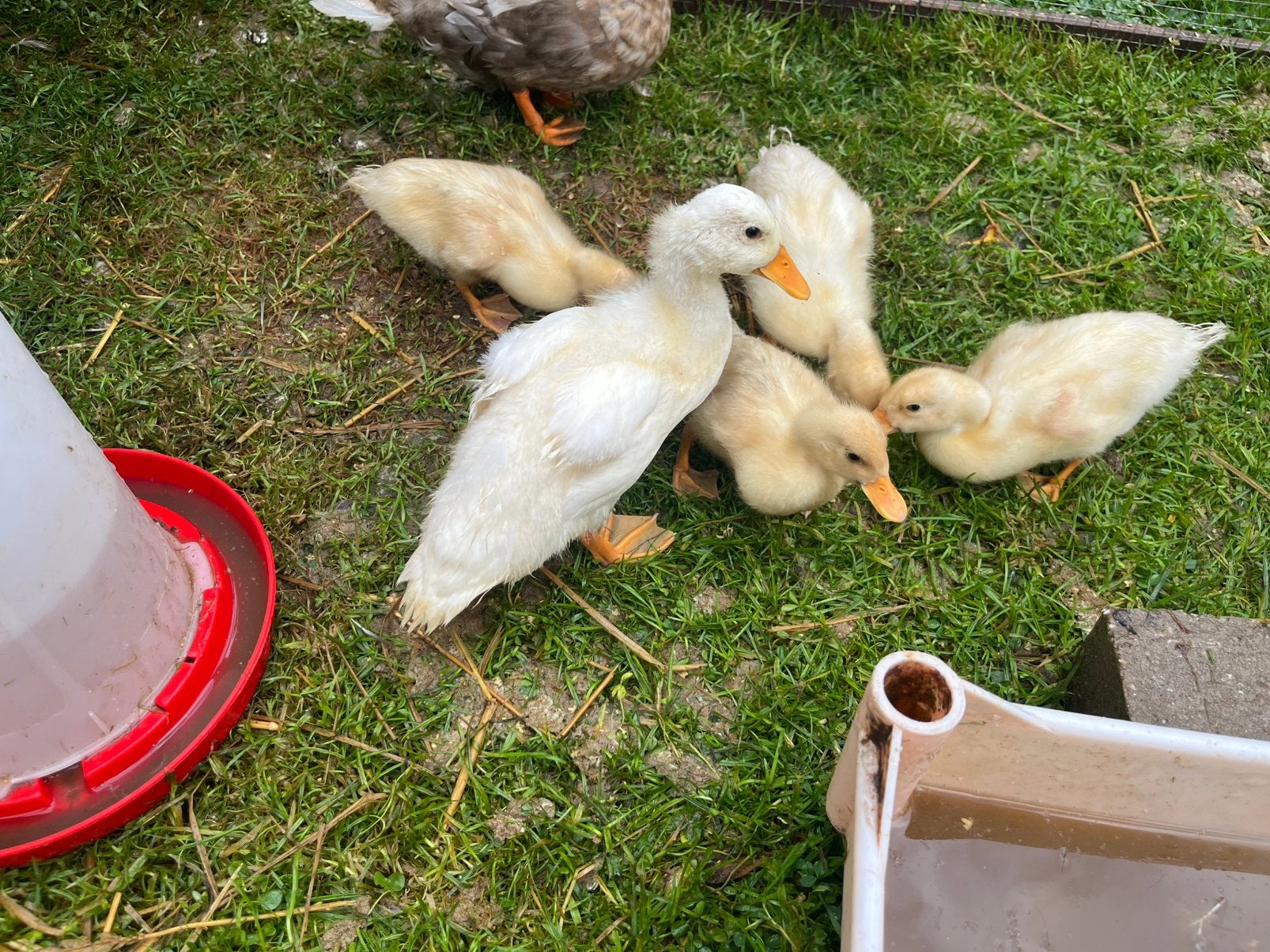 Witte kwaker kuikens, Dieren en Toebehoren, Pluimvee, Geslacht onbekend, Eend