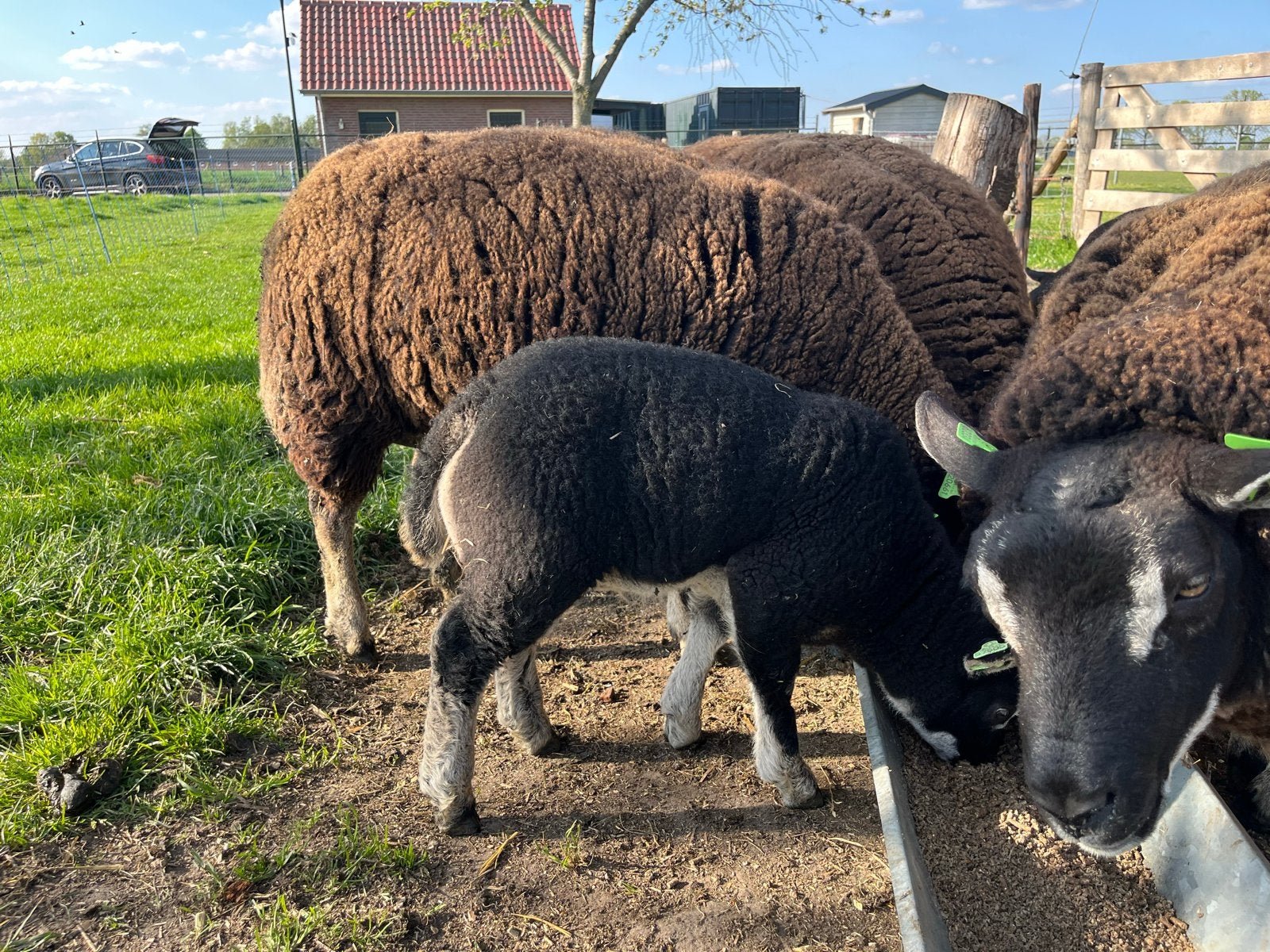 Dassenkop Ramlamerren  Schapen, Mannelijk, Schaap
