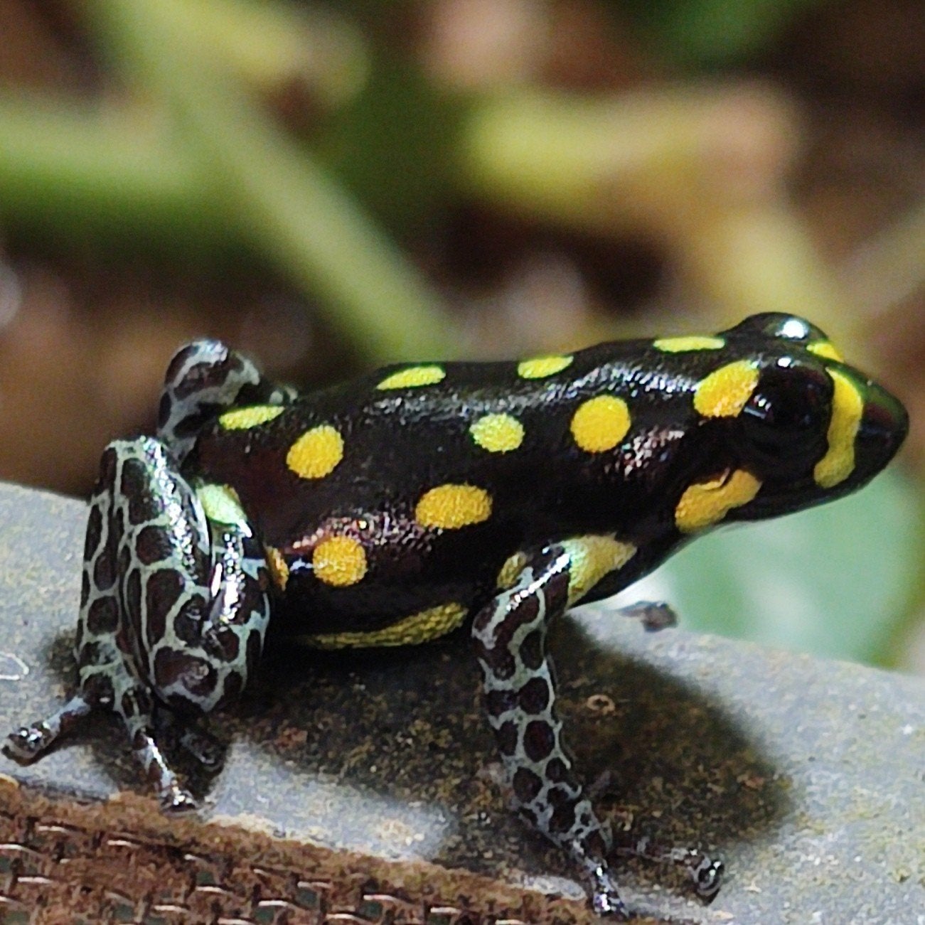 Ranitomeya vanzolinii en vele andere soorten uit eigen kweek