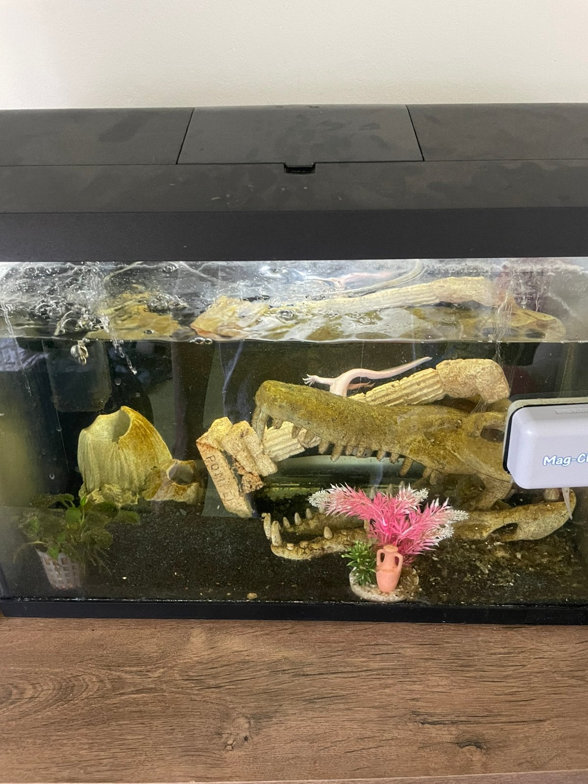 Axolotls, Dieren en Toebehoren, Vissen | Aquaria en Toebehoren, Ophalen of Verzenden, Zo goed als nieuw, Plant(en), Steen of Hout
