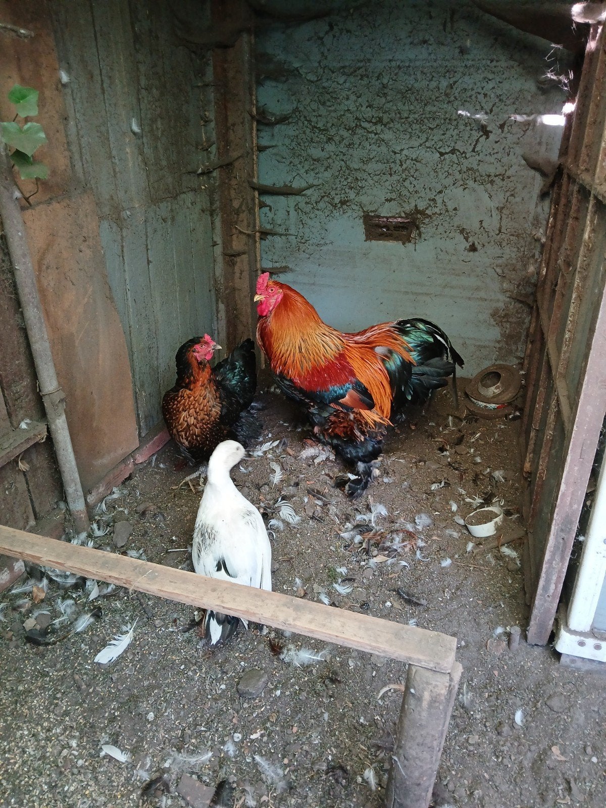 gratis goed tehuis gezocht, Dieren en Toebehoren, Pluimvee, Mannelijk, Kip