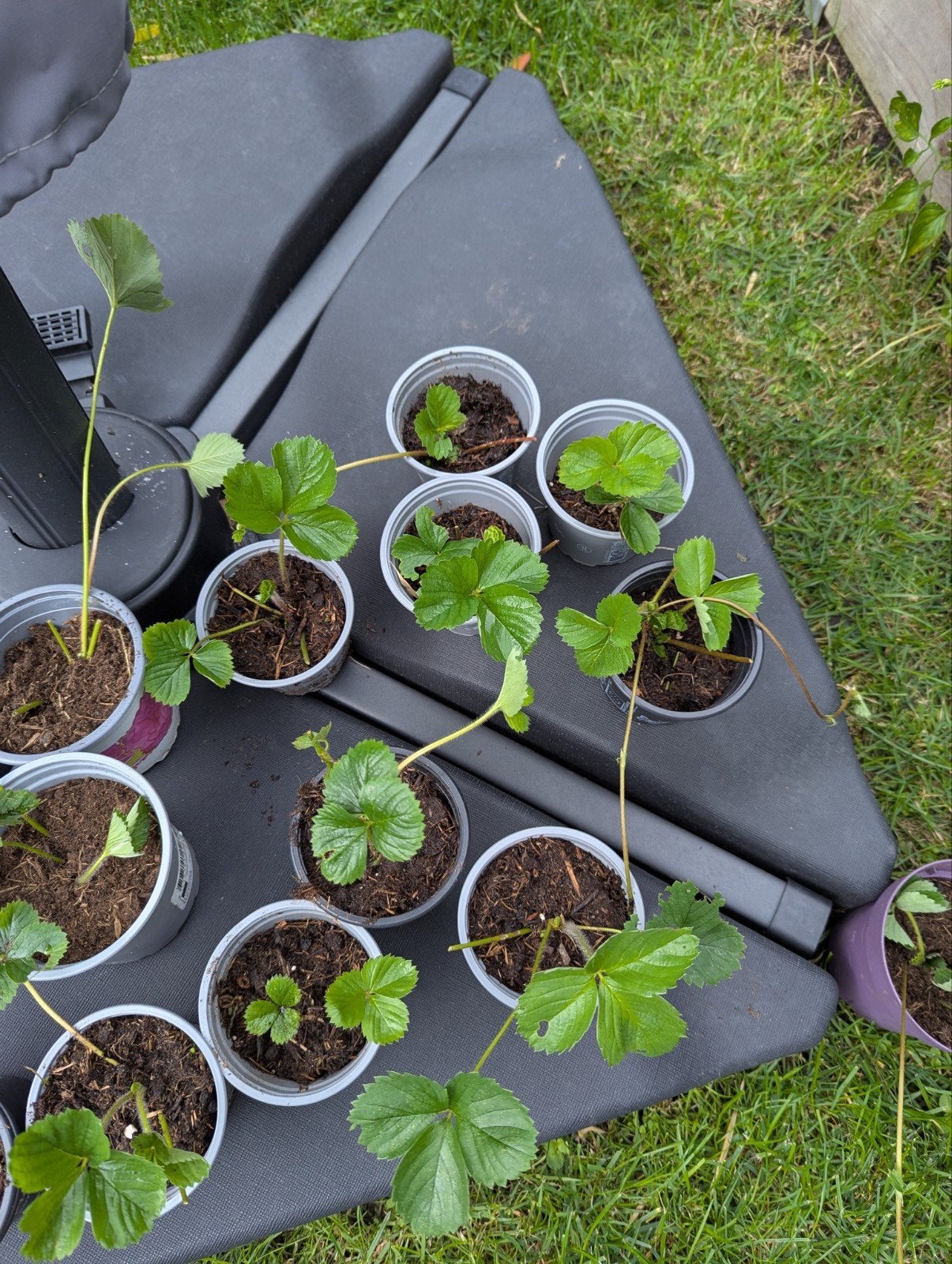 stekje van aardbeiplantjes - goed geworteld,, Ophalen, Volle zon, Vaste plant, Fruitplanten