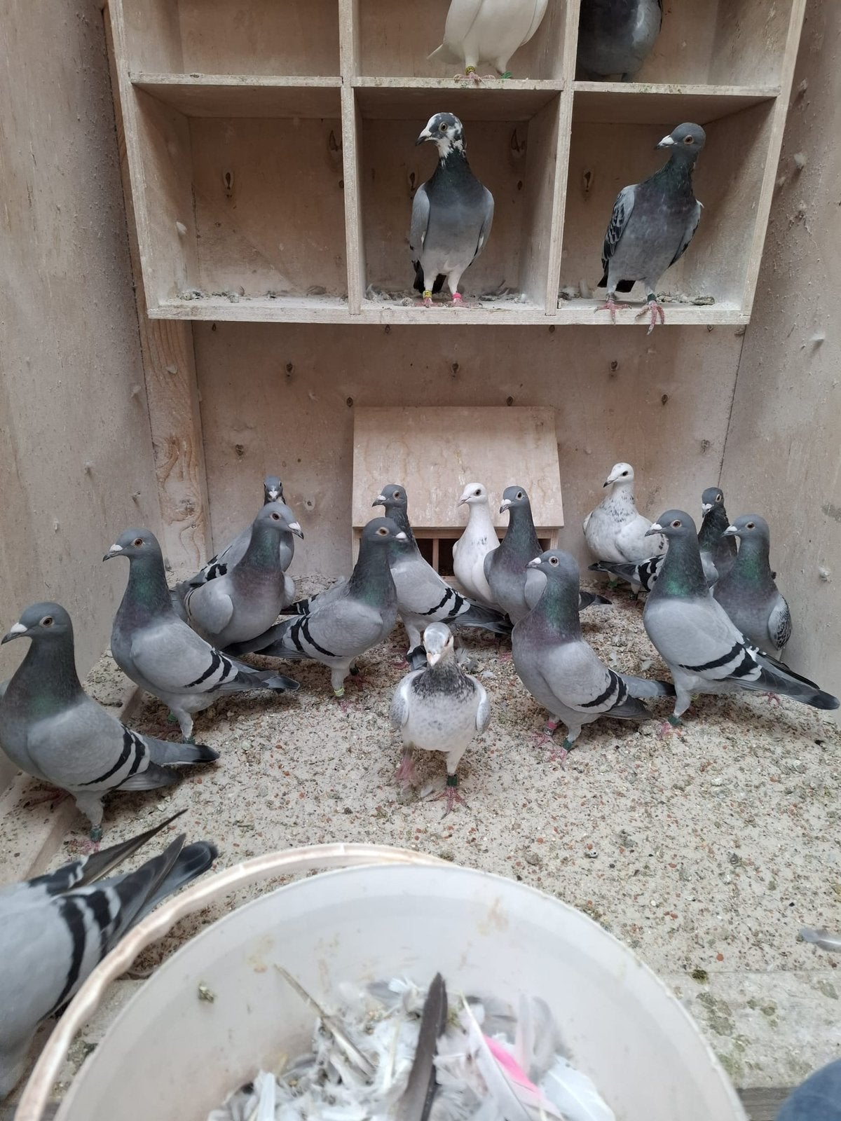 10 bevlogen jaarlingen te koop, Dieren en Toebehoren, Vogels | Duiven, Meerdere dieren, Postduif