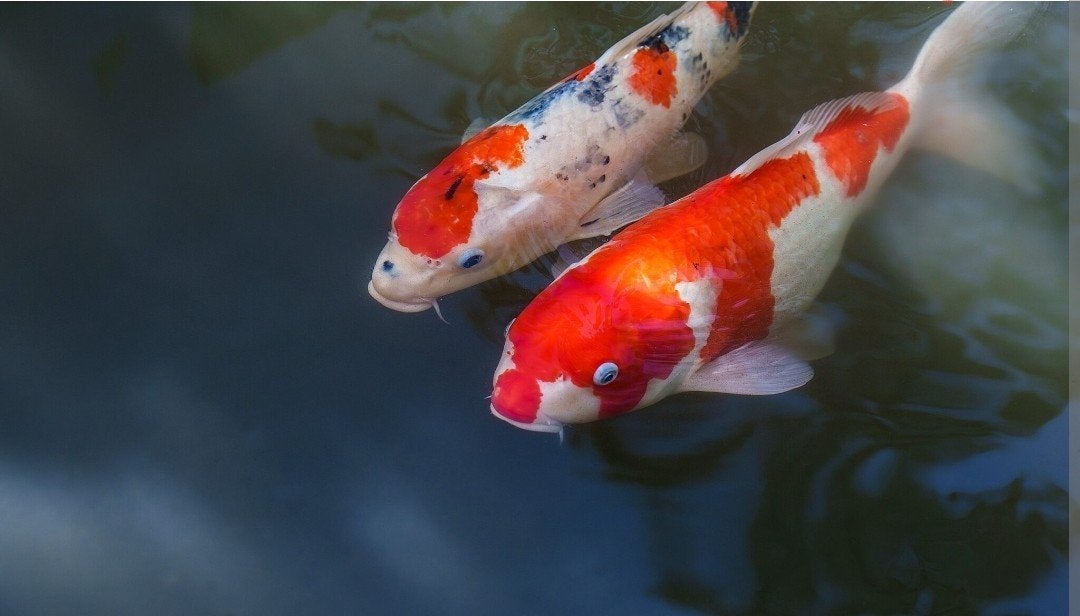 gevraagd 1 of 2 gratis koi, Dieren en Toebehoren, Vissen | Vijvervissen, Karper of Koi