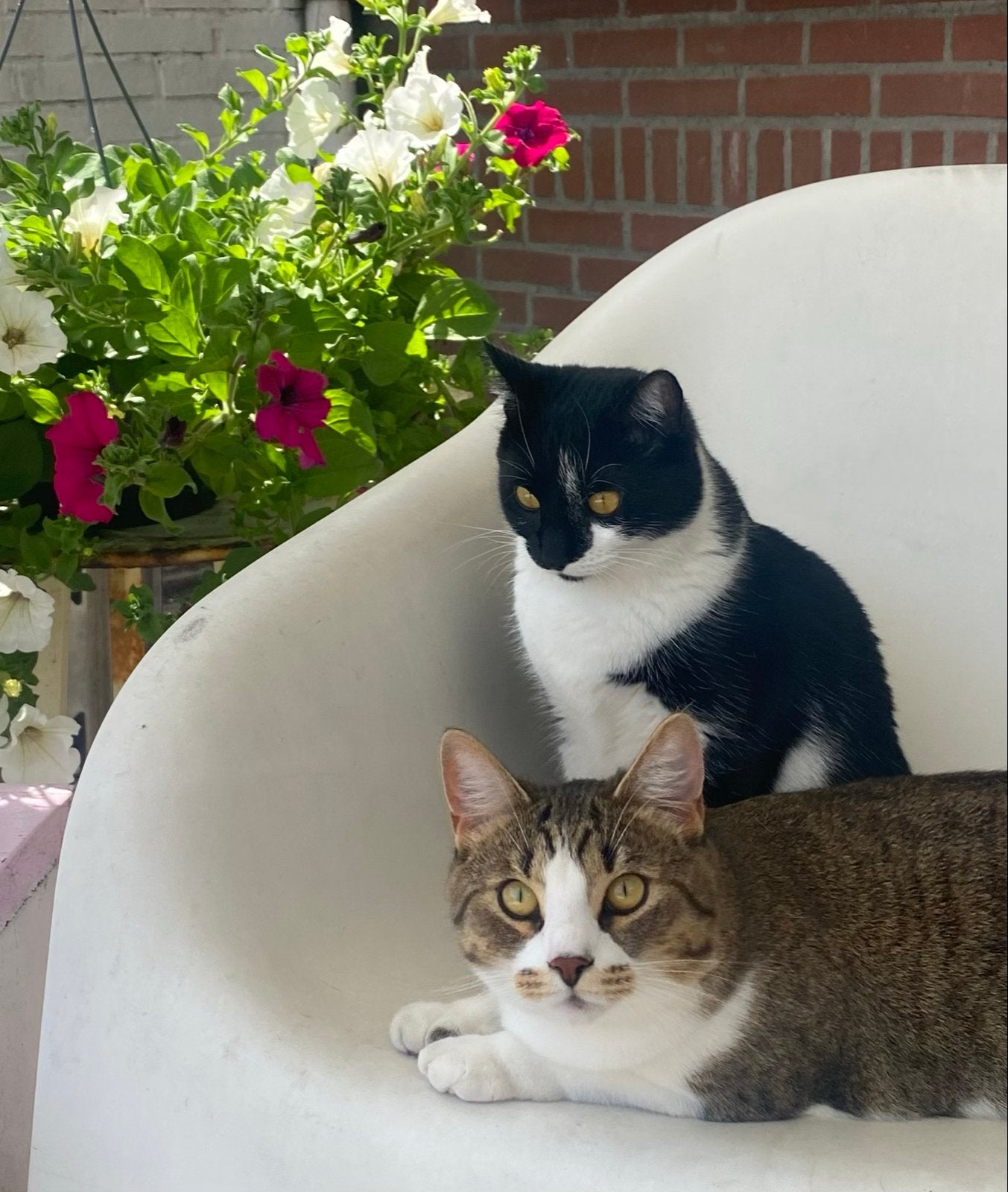 2 poezen zoeken nieuw mandje, Dieren en Toebehoren, Poes