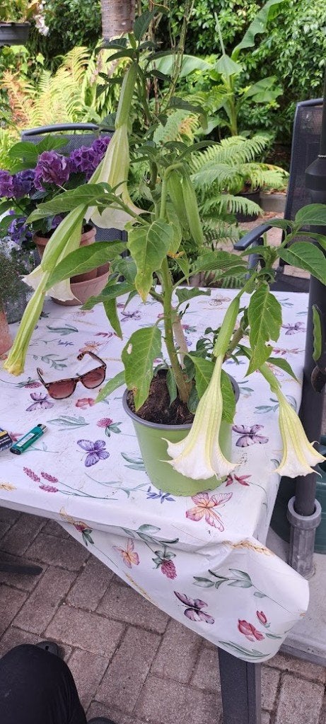 Daturaplanten in wit of rose of geel, Overige soorten, Volle zon, Vaste plant, Ophalen of Verzenden