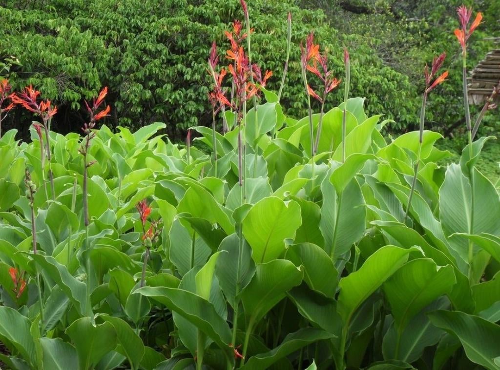 Oost Indisch Bloemriet - Canna indica (Wortelstokken), Ophalen, Voorjaar, Volle zon, Wortelstok