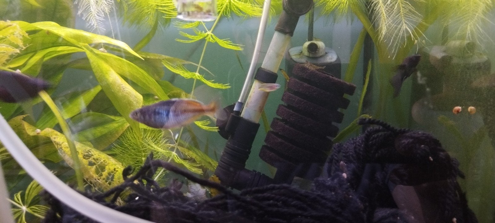 Melanotaenia boesemani, Dieren en Toebehoren, Vis, Zoetwatervis