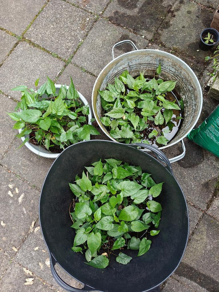 Vaste tuinplanten, Ophalen, Vaste plant, Overige soorten, Halfschaduw