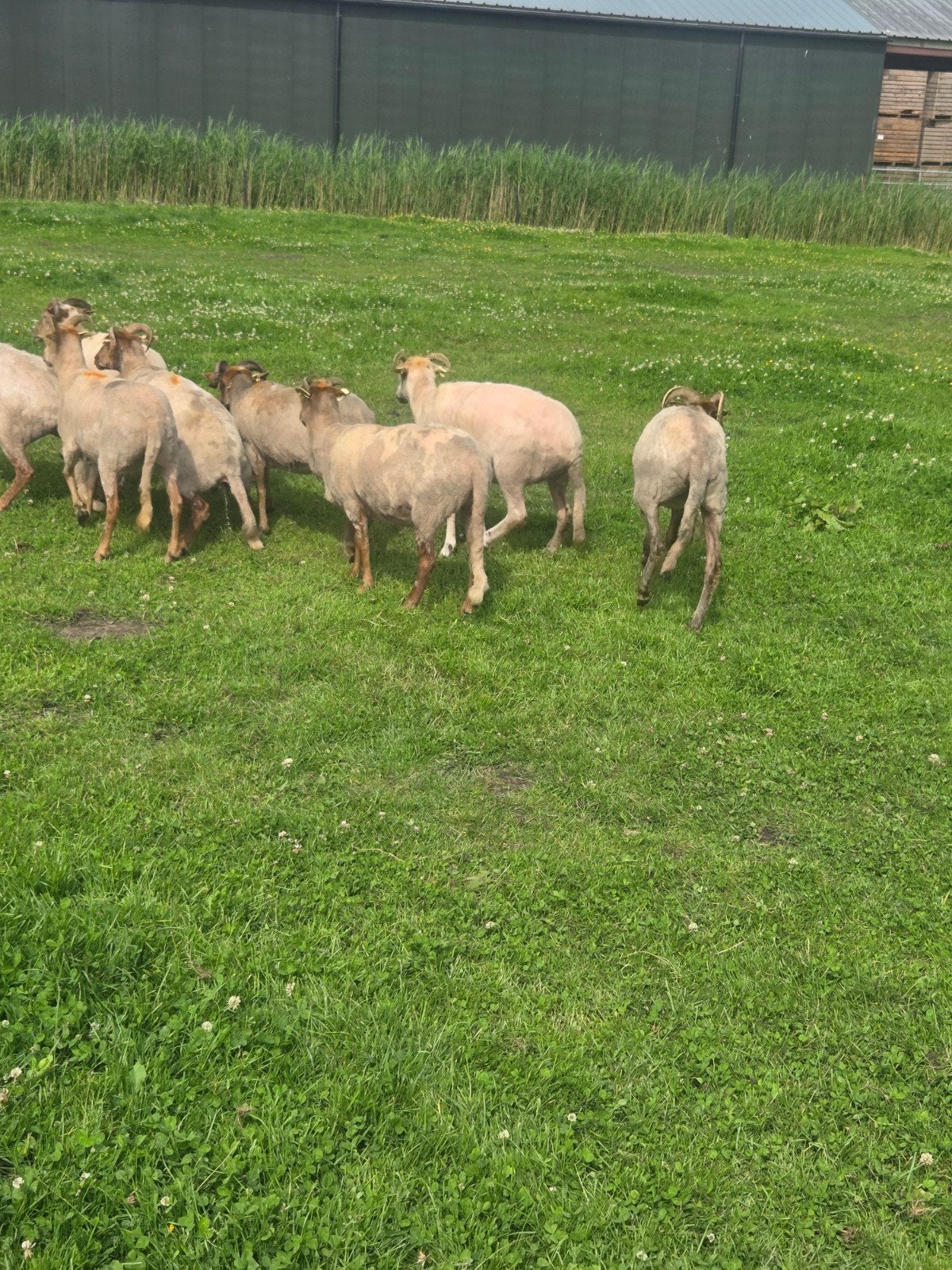 Te koop drentse heideschapen mooi voor begrazing, Vrouwelijk, Schaap