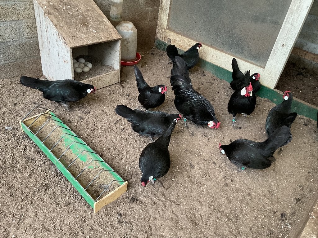 Java krielen te koop, Meerdere dieren, Kip