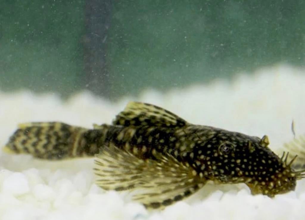 Ancitrus borstelneus algeneter, Dieren en Toebehoren, Vissen | Aquariumvissen, Vis