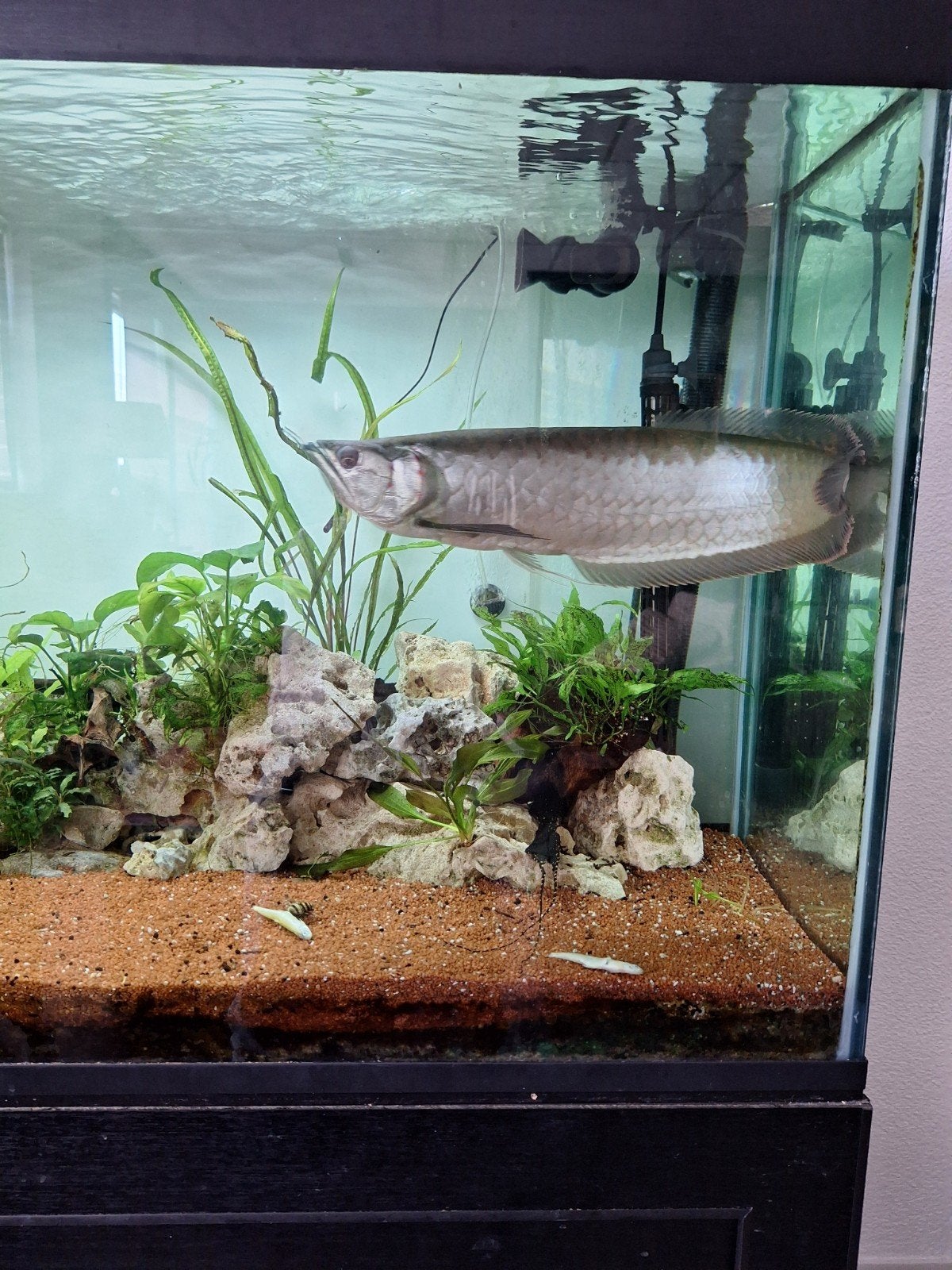 Mooie arowana, Dieren en Toebehoren, Ophalen