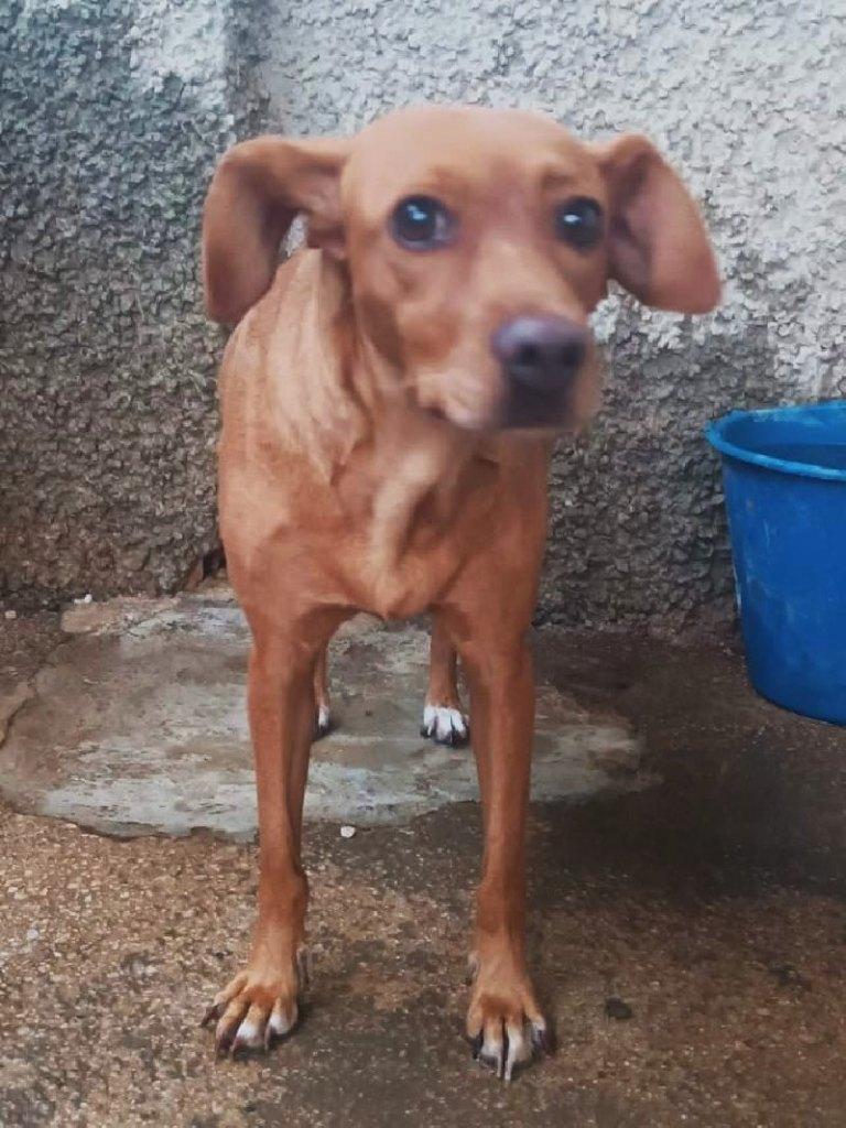 ACE: Dama is een mooi elegant dametje, Dieren en Toebehoren, Particulier, 15 weken tot 1 jaar, Buitenland, Teef