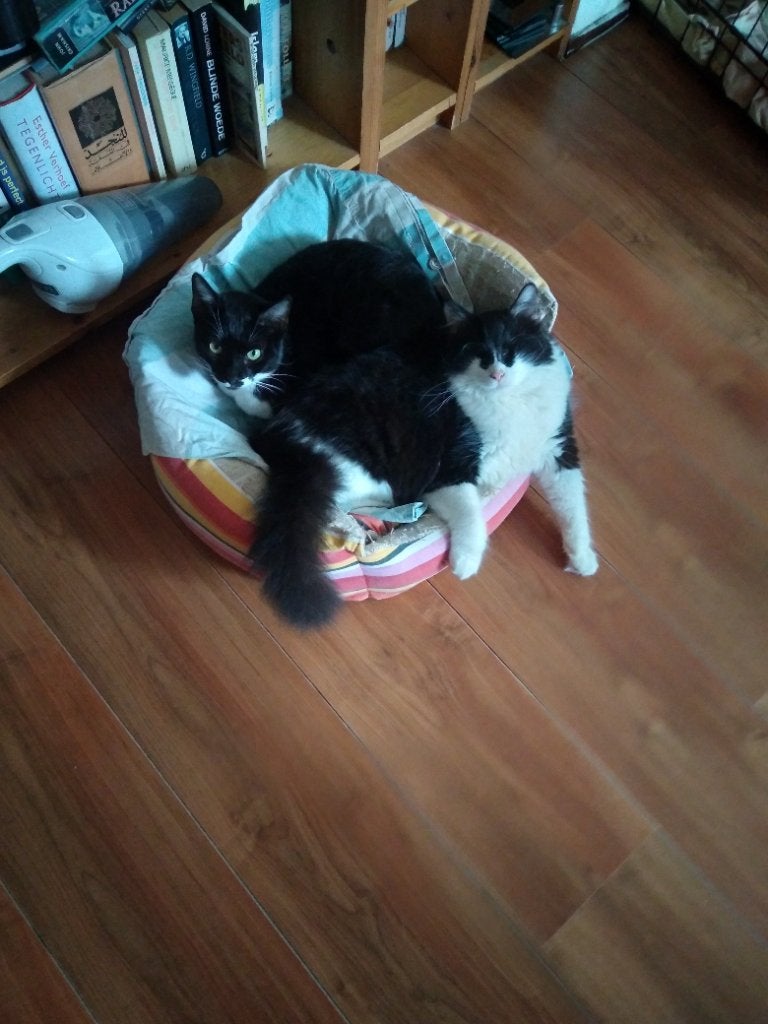 Lief poesje op zoek naar een nieuw huis, Dieren en Toebehoren, Poes, Kortharig, 0 tot 2 jaar