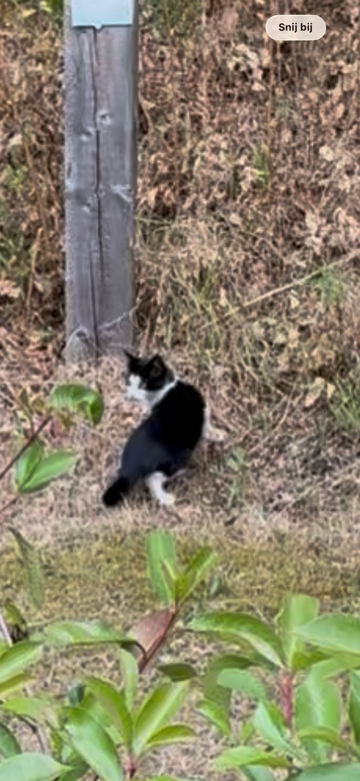 2 zwerfkittens ongeveer 14 weken. DE RODE HEEFT EEN HUISJE, Meerdere dieren, Kortharig, 0 tot 2 jaar