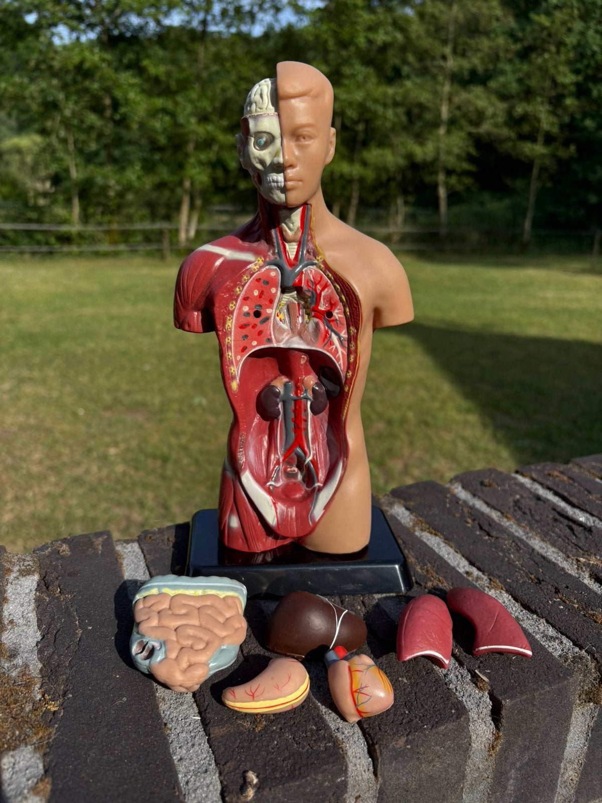 Anatomie model, Ophalen of Verzenden, Zo goed als nieuw