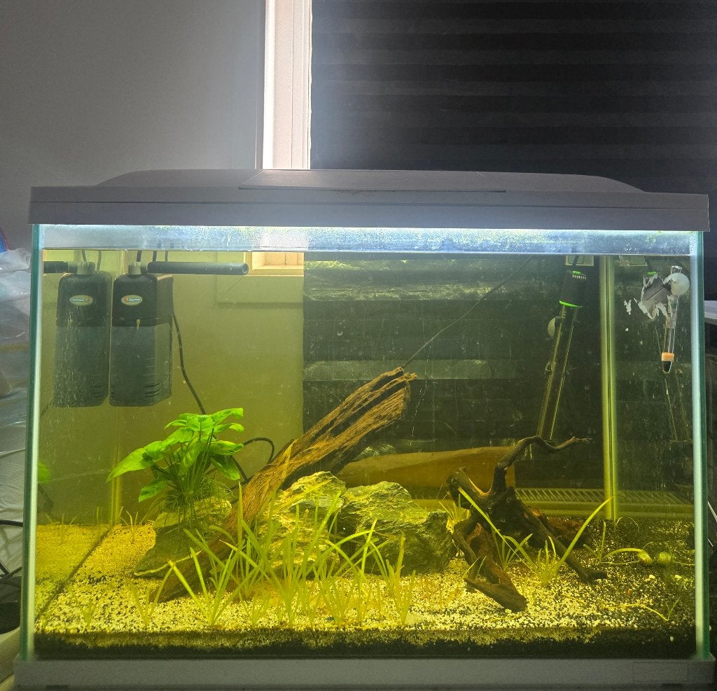 Superfish 100L aquarium with Oto and Cherry Shrimp, Dieren en Toebehoren, Ophalen, Inclusief deksel, Superfish, Gevuld zoetwateraquarium
