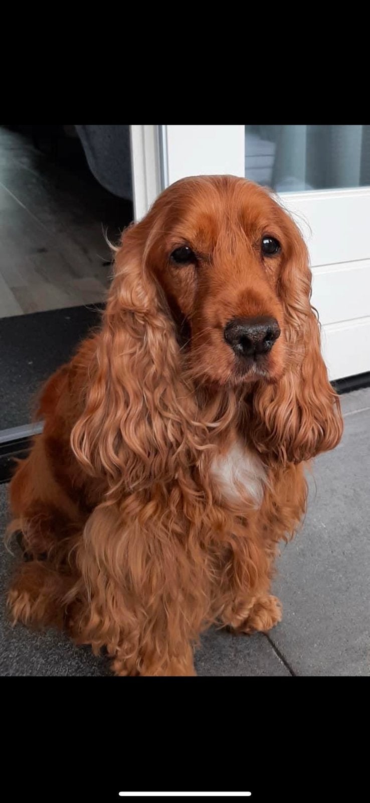Honden uitlater aangeboden!