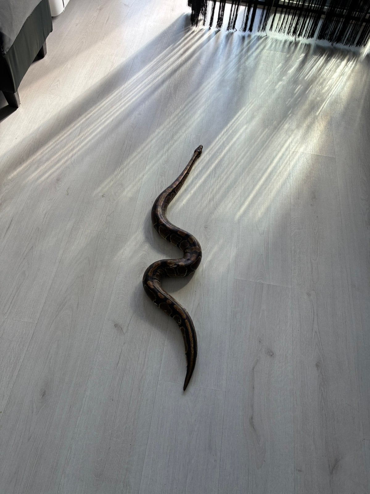 Koppel koningspython regius wild kleur Ball Python photo 8