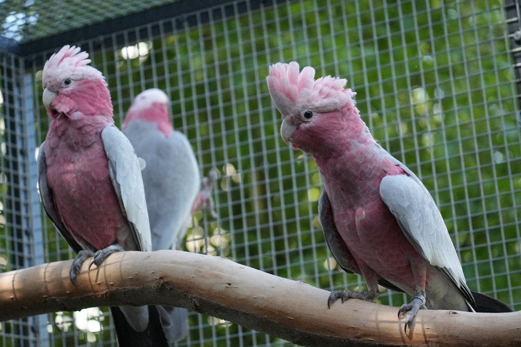 1-1 Rosé kaketoes '26 natuurbroed, Dieren en Toebehoren, Meerdere dieren, Papegaai, Geringd