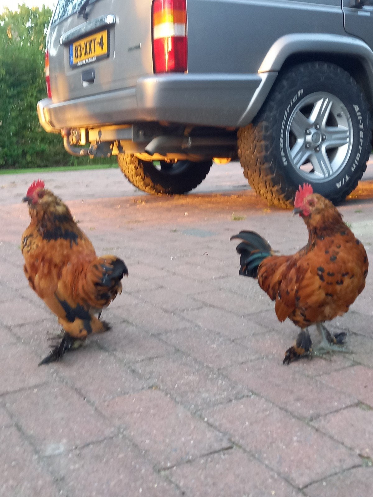 2 prachtige Ukkelse baardkriel haantjes, Dieren en Toebehoren, Mannelijk, Kip