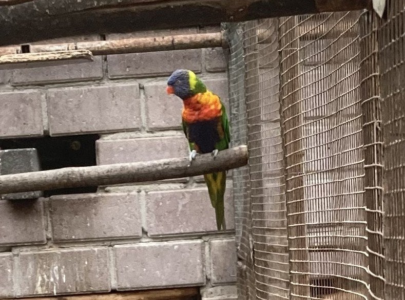 Lori v/d Blauwe Bergen 3st., Meerdere dieren, Papegaai