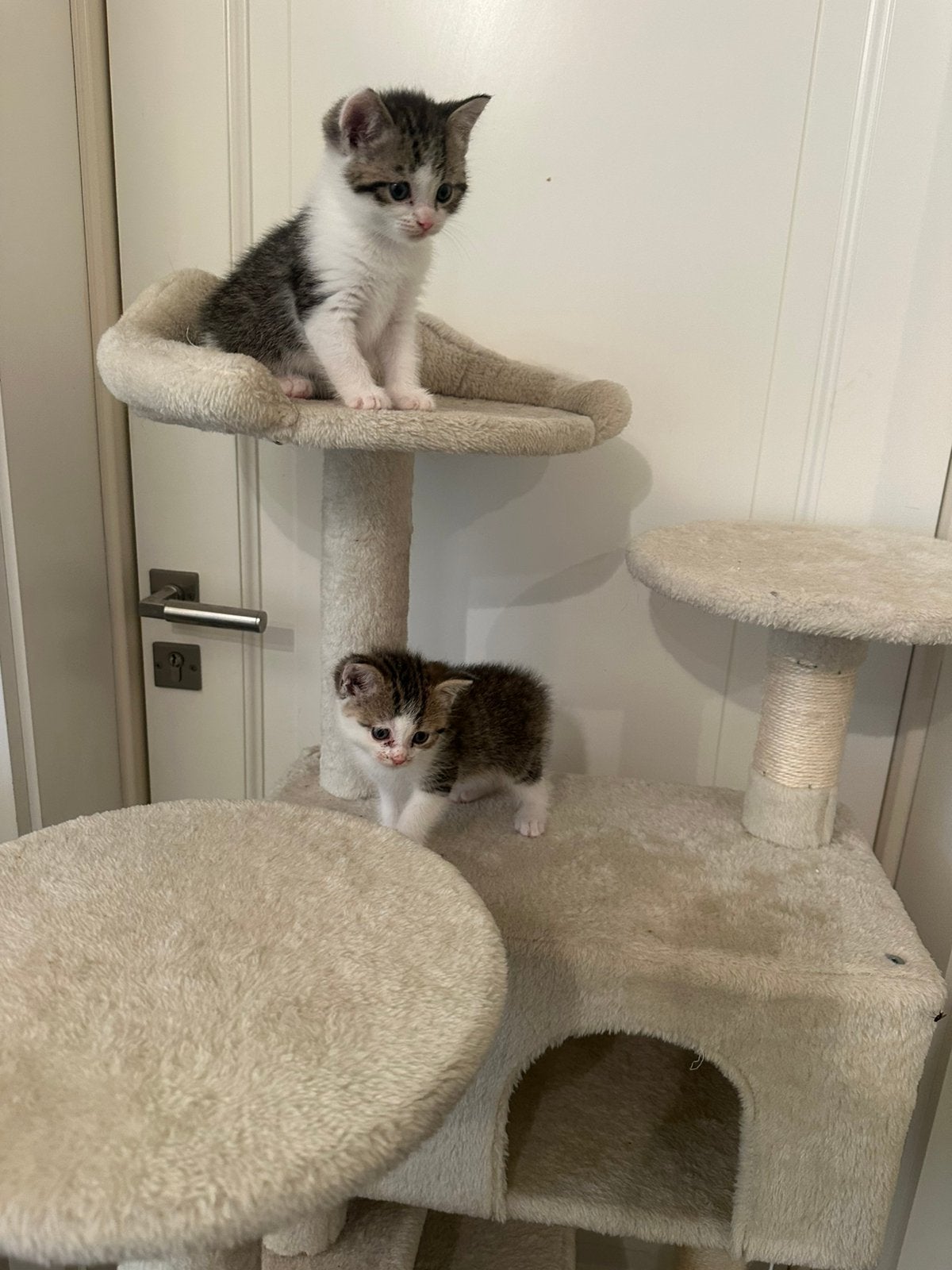 2 prachtige kitten 25 mei geboren, Meerdere dieren, Kortharig, 0 tot 2 jaar