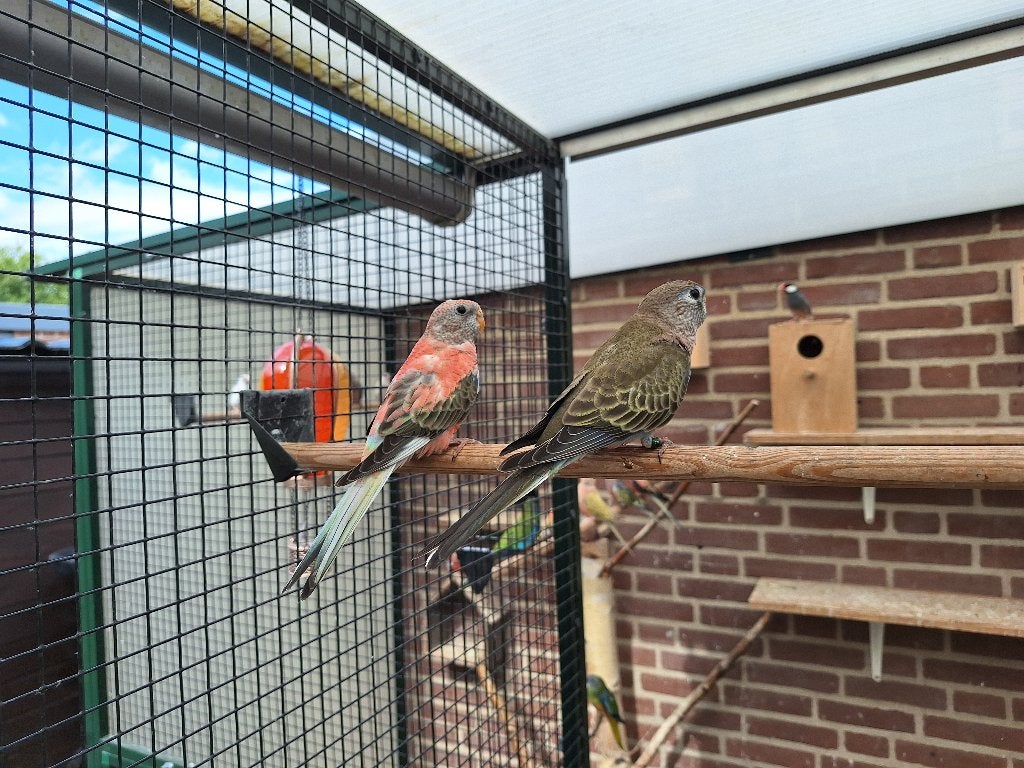 Bourke parkieten, Geslacht onbekend, Parkiet, Geringd