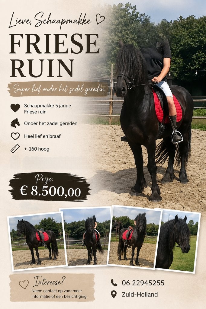 Friese ruin en lieve pony, Dieren en Toebehoren, Pony's, Met stamboom, Zadelmak, 3 tot 6 jaar, Meerdere dieren