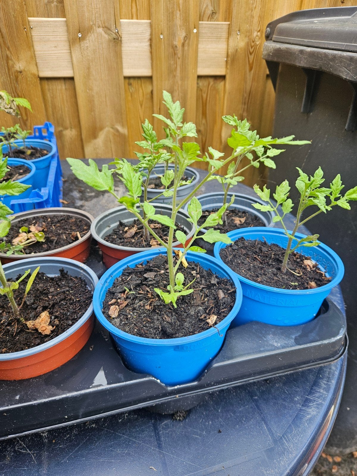Bio cherry tomatenplantjes - Kweek je eigen tomaten!, Ophalen of Verzenden, Eenjarig, Groenteplanten, Volle zon