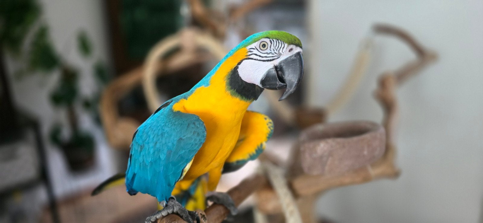 Blauwgele ara, Mannelijk, Papegaai, Tam