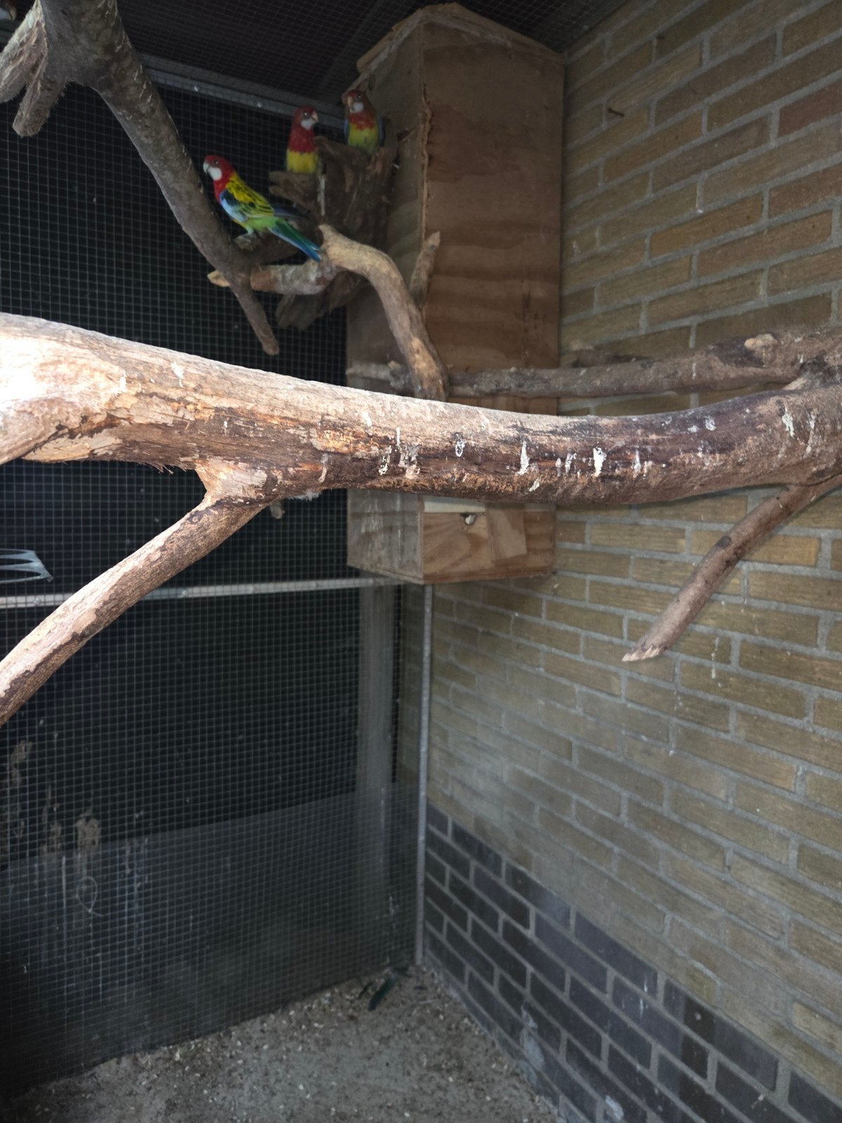Rosellas, Meerdere dieren, Parkiet