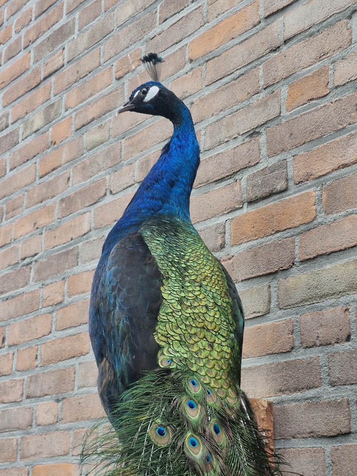 Een prachtige opgezette pauw om op te hangen!, Verzamelen, Ophalen, Nieuw, Overige soorten, Opgezet dier