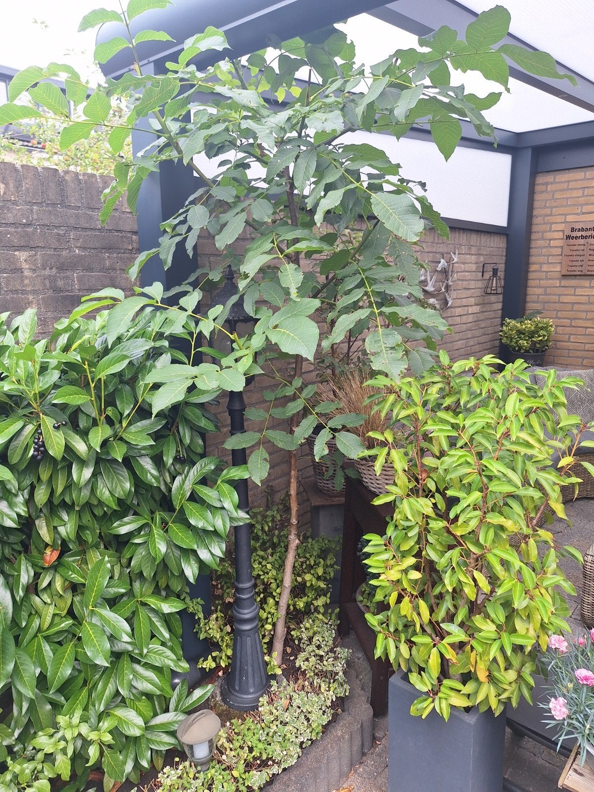 notenboom, Overige soorten, 100 tot 250 cm, Zomer, Ophalen