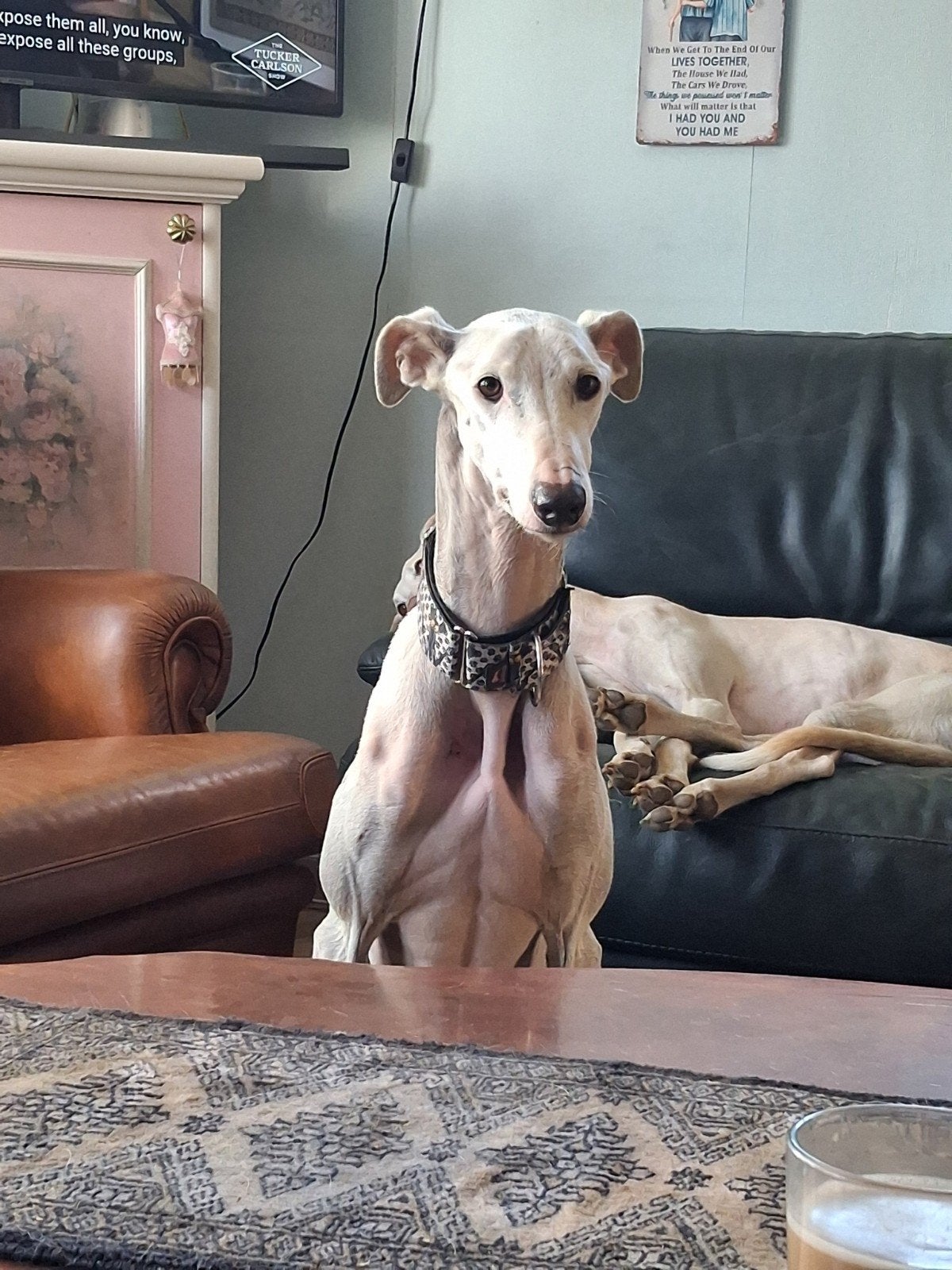 PIM TER ADOPTIE, Dieren en Toebehoren, Honden | Niet-rashonden, Particulier, Reu, Buitenland, Parvo