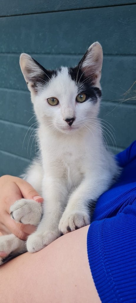 Lieve en sociale boerderijkittens, Meerdere dieren, Kortharig, 0 tot 2 jaar